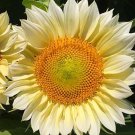 20 Procut White Lite Sunflower Seeds