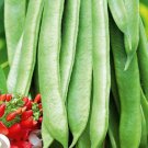 20 Scarlet Runner Bean Seeds