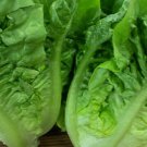 1000 Little Gem Romaine Lettuce Seeds