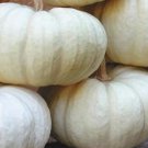 20 Mini Baby Boo White Pumpkins Seeds