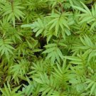 50 Herb Black Mint Huactay Seeds