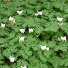 20 Dutchmans Breeches Wildflower Seeds