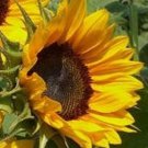 20 Gold Rush Sunflower Seeds