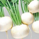 100 Japanese Oasis Turnip Seeds