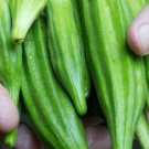 100 Okra Clemson Spineless Seeds