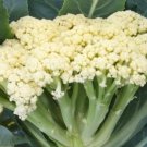50 Chinese Cauliflower Song Tjs65 Seeds