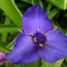 50 Virginia Spiderwort Wild Flower Seeds