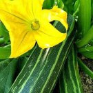 50 Italian Cocozelle Summer Squash Seeds