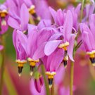 50 Shooting Star Southern Wildflower Seeds