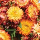100 Orange Strawflower King Seeds
