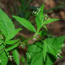 50 Honewort Seeds