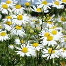 1000 Common German Chamomile Seeds