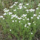 100 Slender Mountain Mint Seeds