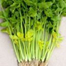 1000 Chinese Celery Yellow Stem Seeds