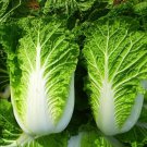 50 China Express Qd 2 Cabbage Seeds