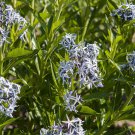 20 Ozark Bluestar Wild Flower Seeds