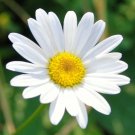 500 Daisy Flower Seed Mix