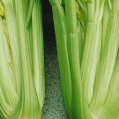 1000 Celery Tall Utah Seeds