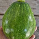20 Korean Teot Bat Put Summer Squash Seeds Organic