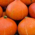 10 Japanese Red Kuri Squash Seeds