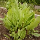 200Large Leaf Sorrel Seeds