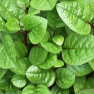 50 Red Malabar Spinach Stem Seeds