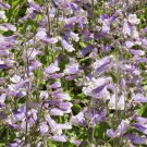 200 Hairy Beardtongue Wildflower Seeds