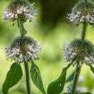 100 Hairy Wood Mint Mint Seeds