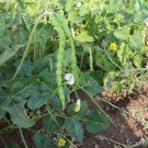 100 Thai Green Bush Bean Seeds