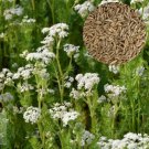 500 Caraway Seeds