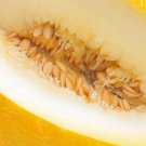 10 Melon Zlata Seeds