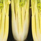 1000 Giant Golden Pascal Celery Seeds