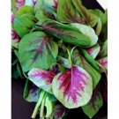 500Chinese Spinach Red Beauty Amaranth Seeds