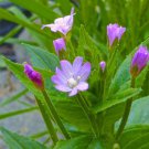 100 Northern Willow Herb Seeds