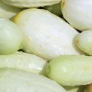 50 White Miniature Cucumber Seeds