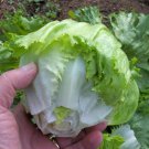 1000 Lettuce Crisphead Iceberg Seeds
