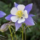 200 Columbine Blue Rocky Mountain Seeds