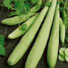 50 Cucumber Armenian Yard Long Seeds