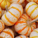 20 Mini Tiger Pumpkins Seeds