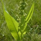 200 Pale Dock Seeds