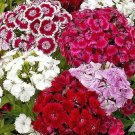 500 Sweet Williams Flower Mix Seeds