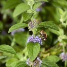 100 Wild Mint Seeds