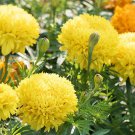 50 Crackerjack Mix Marigold Flower Seeds