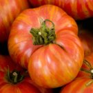 100 Big Rainbow Tomato Seeds