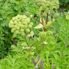 50 Herb Wild Celery Angelica Seeds