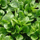 500 Corn Salad Seeds