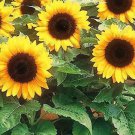 20 Little Tiger Sunflower Seeds