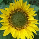 10 Munchkin Sunflower Seeds