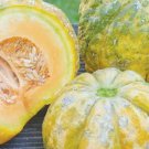 20 French Melon Prescott Fond Blanc Seeds