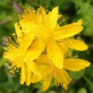 100Herbs Great St John'S Wort Seeds